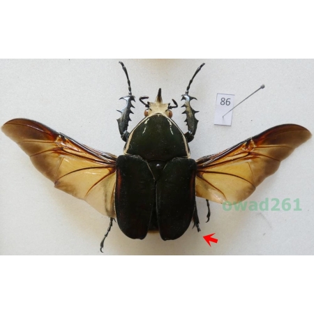 Mecynorhina ugandensis (Moser, 1907) male ex. ovo Cameroon86